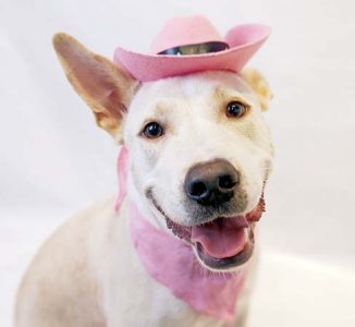 Pet of the Week